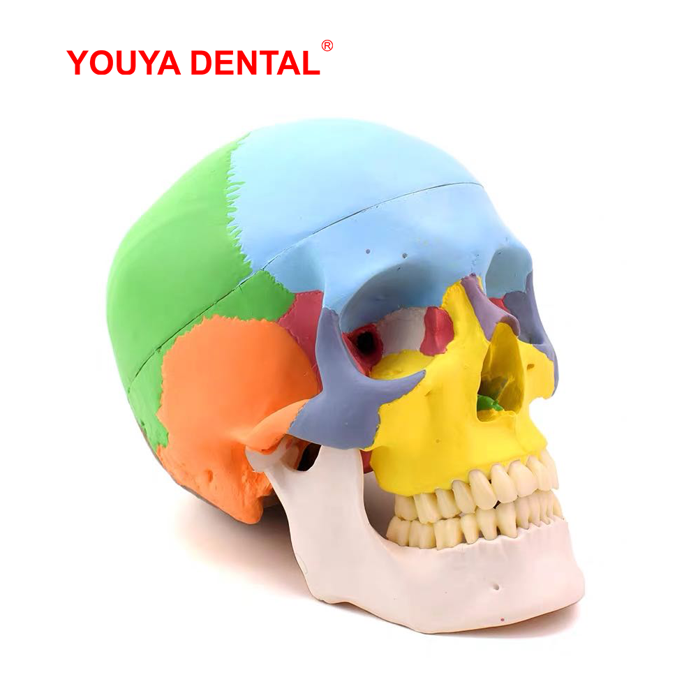 3D Printing Orthodontics - Lebensgroßes, abnehmbares anatomisches Schädelmodell, farbiges 3D-Simulationsmodell