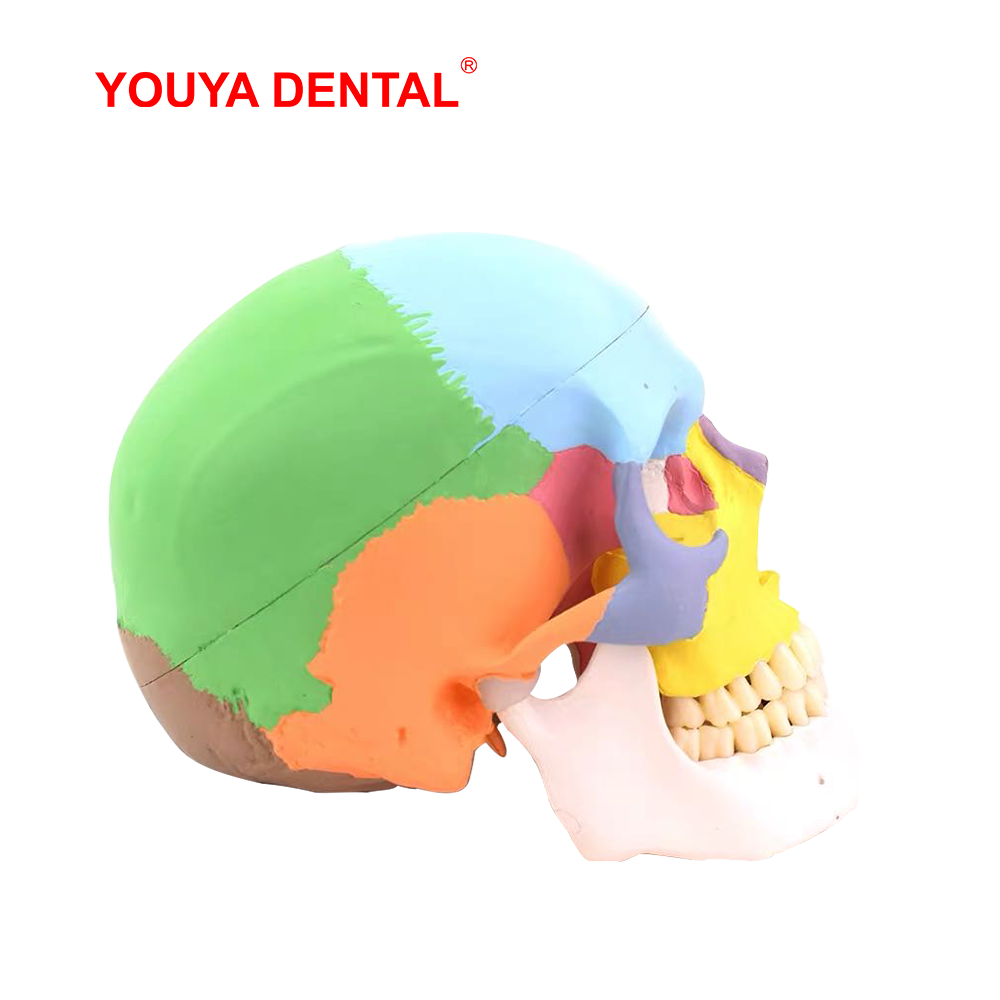 Lebensgroßes, abnehmbares anat – 3D Printing Orthodontics Bewertung und Preis